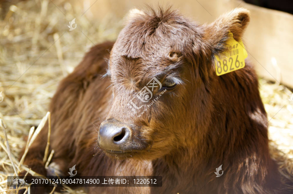 農(nóng)場(chǎng)動(dòng)物-匯圖網(wǎng) www.fosd68.com 農(nóng)場(chǎng)動(dòng)物