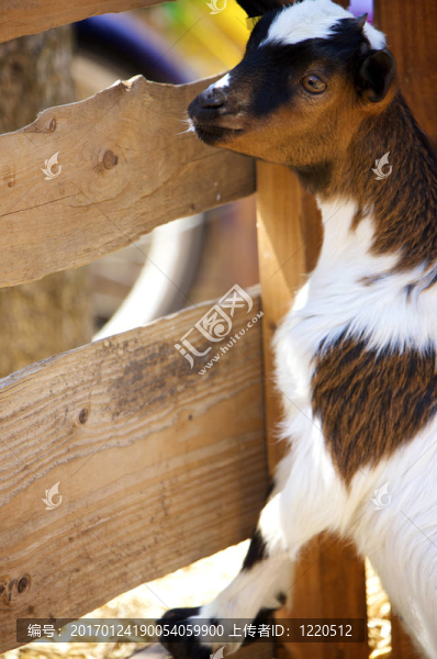 農(nóng)場動物