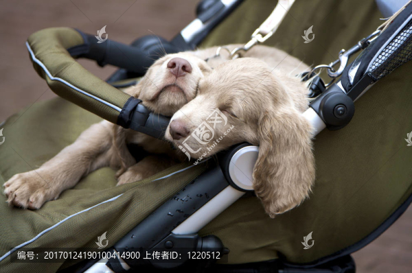 可愛的狗狗-匯圖網(wǎng) www.fosd68.com 可愛的狗狗