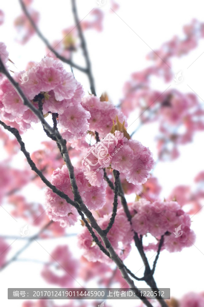 春蕾