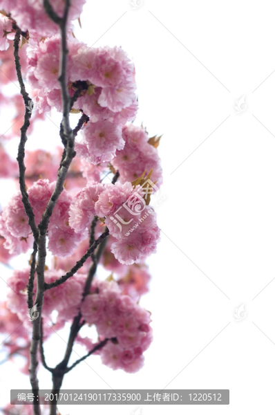 春蕾