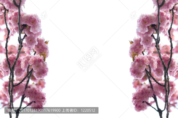 春蕾
