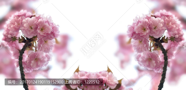 春蕾
