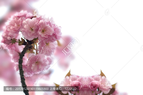 春蕾