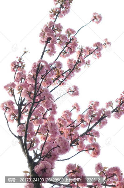 春蕾