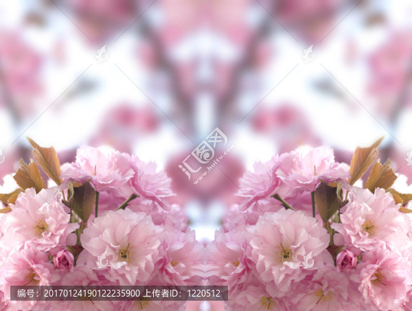 春蕾