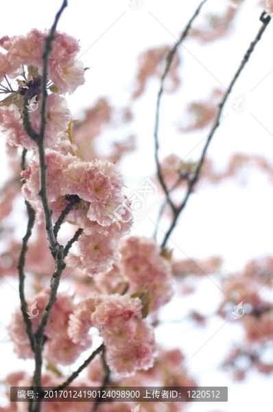春蕾