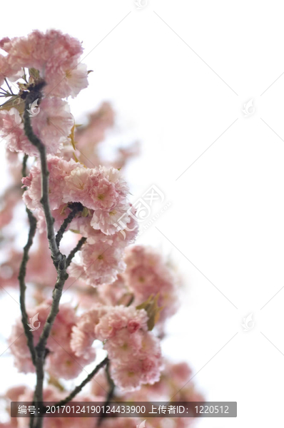 春蕾