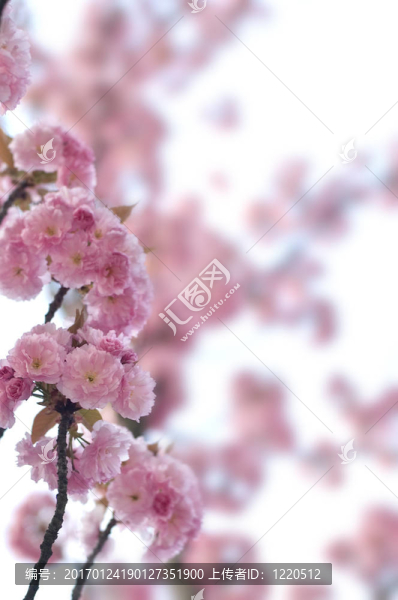 春蕾