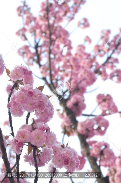 春蕾