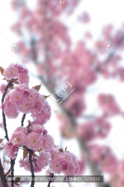 春蕾