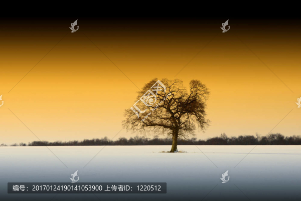 雪中孤獨的樹