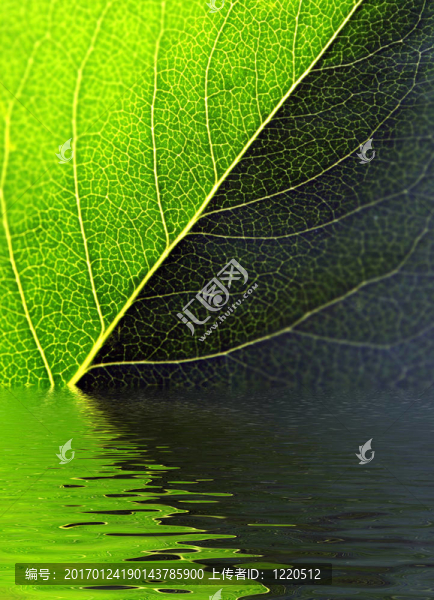 綠色的葉片反射