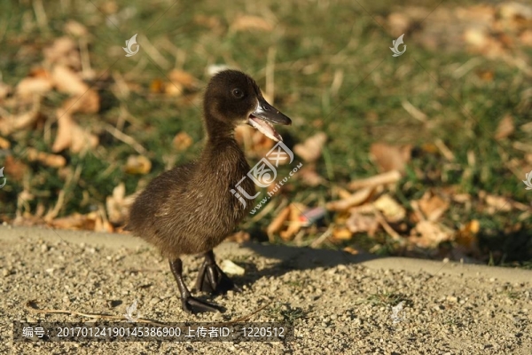 可愛的小鴨子。