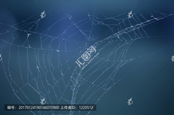 蜘蛛網(wǎng)