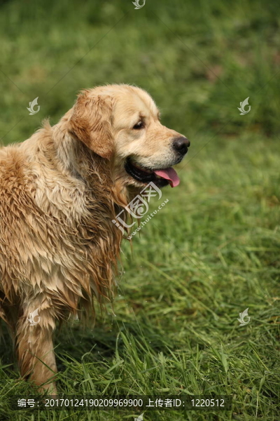 金毛獵犬洗澡后。