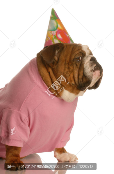 生日的狗