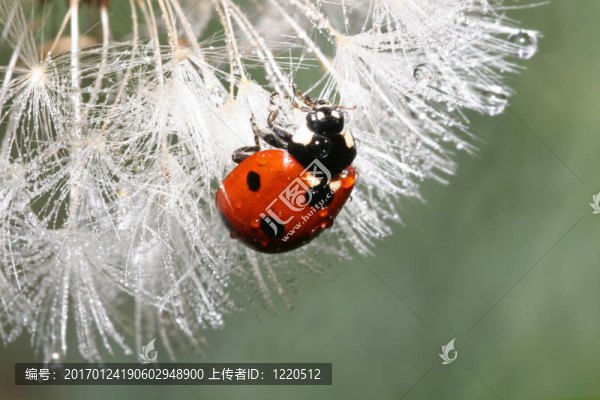 瓢蟲