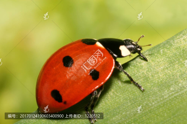 瓢蟲(chóng)