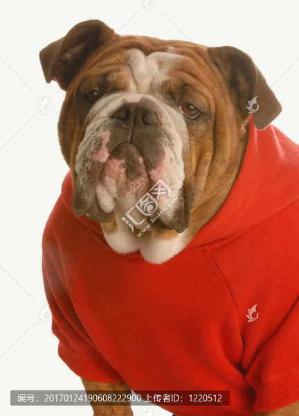 英國(guó)斗牛犬