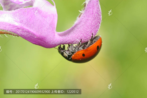 瓢蟲