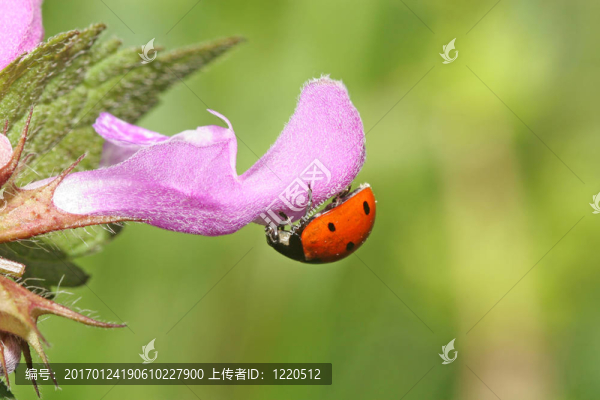 瓢蟲-匯圖網(wǎng) www.fosd68.com 瓢蟲