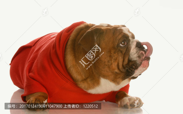 狗舔嘴唇