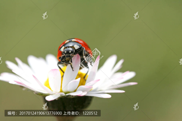 瓢蟲(chóng)-匯圖網(wǎng) www.fosd68.com 瓢蟲(chóng)