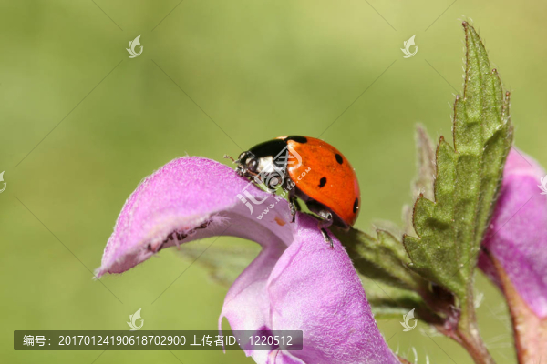 瓢蟲