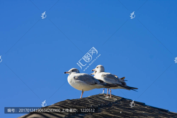 三只海鷗在屋頂上