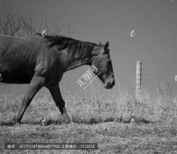 行走的馬-匯圖網(wǎng) www.fosd68.com 行走的馬