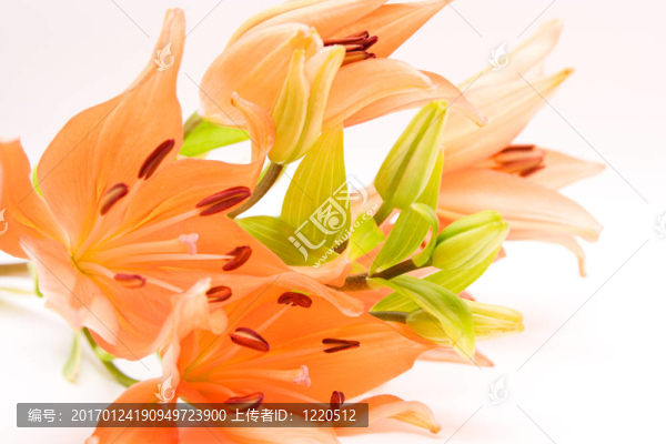 莉莉