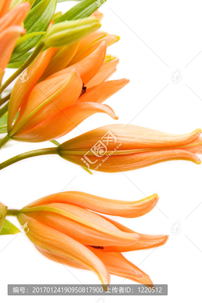 莉莉
