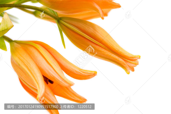 莉莉