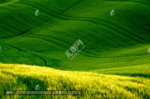 麥田綠地
