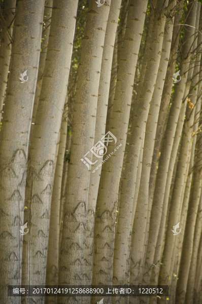 種植楊樹林分。