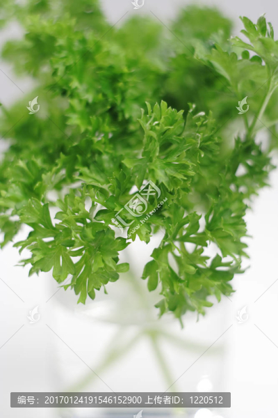 一束香菜的葉子-匯圖網(wǎng) www.fosd68.com 一束香菜的葉子