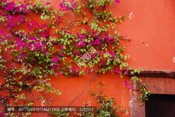 Bougainvillea爬一個(gè)橙色的墻