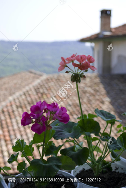 陽(yáng)臺(tái)上的花