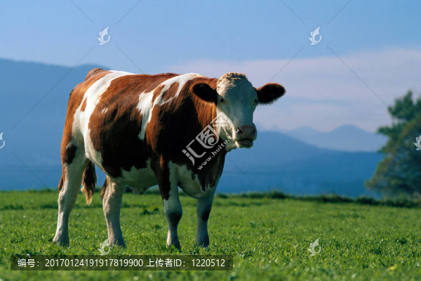 公牛