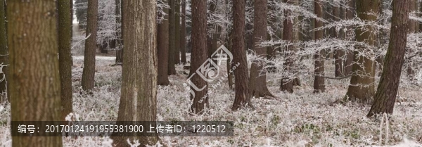 冬天的森林