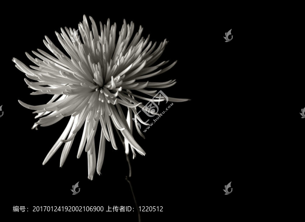 菊花BW