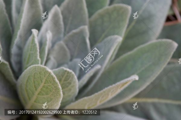 霜葉1113