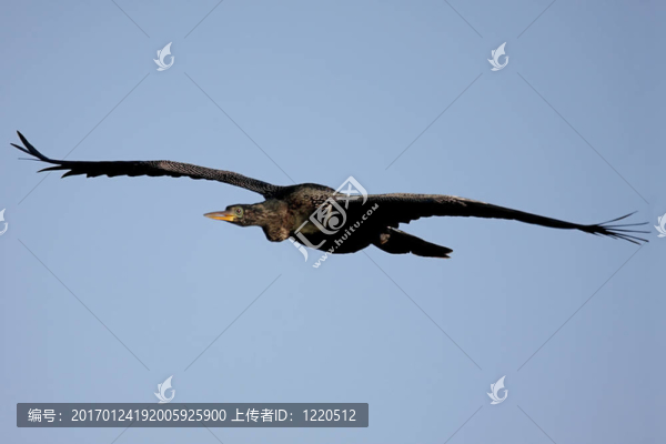 蛇鳥在飛行