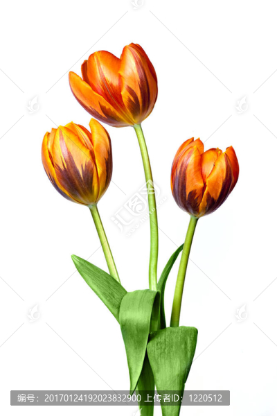 郁金香-匯圖網(wǎng) www.fosd68.com 郁金香