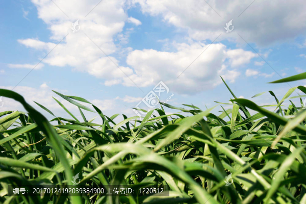 天空背景下的綠草-匯圖網(wǎng) www.fosd68.com 天空背景下的綠草