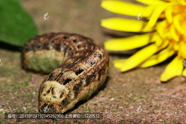 卡特彼勒關(guān)閉。