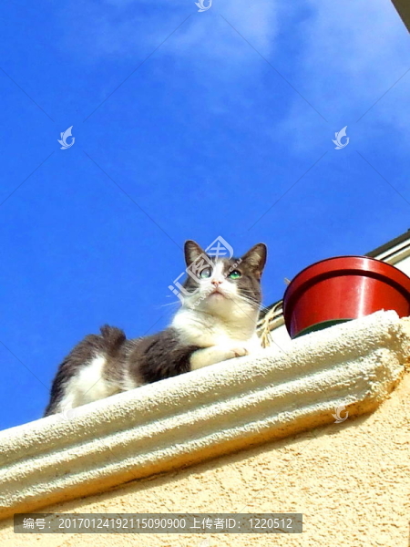 國內(nèi)短毛貓