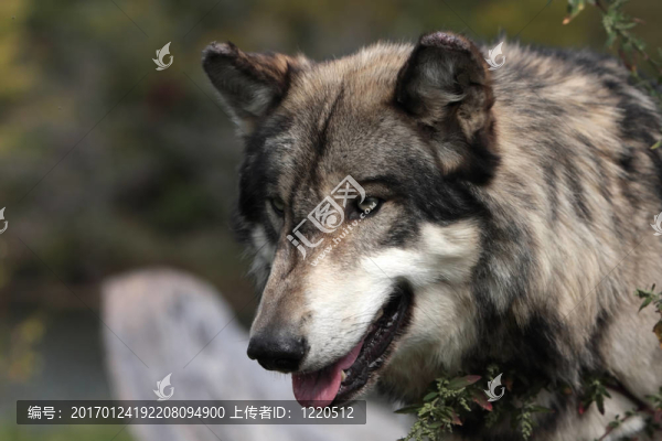 灰色的狼-匯圖網(wǎng) www.fosd68.com 灰色的狼