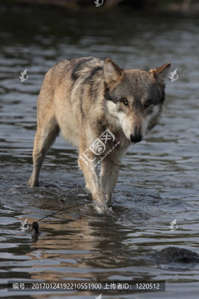 灰色的狼-匯圖網(wǎng) www.fosd68.com 灰色的狼